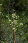 Groovestem Indian plantain